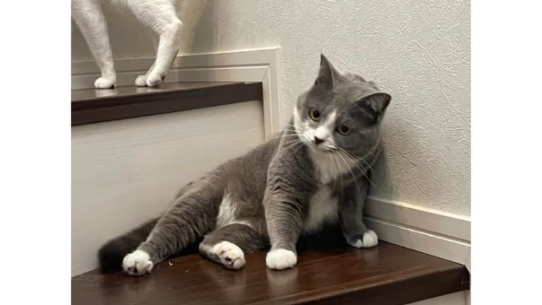階段にいる猫