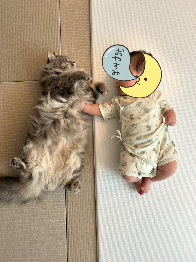 赤ちゃんを見守る猫