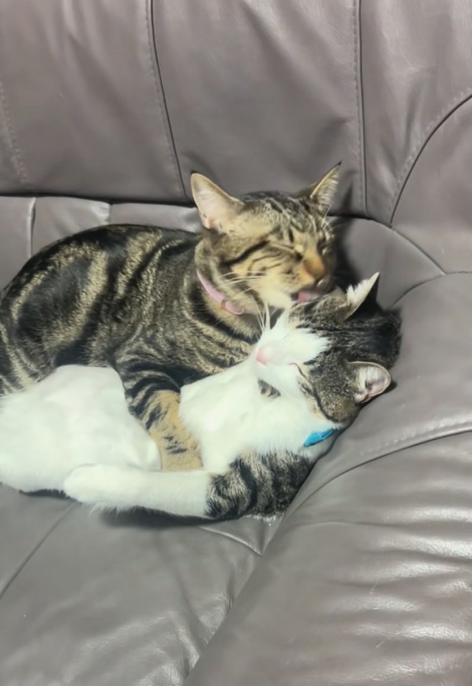 毛づくろいする猫