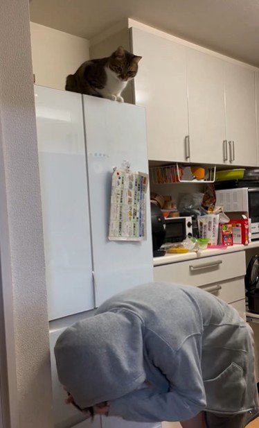 冷蔵庫の上に座っている猫とそれを見ている人