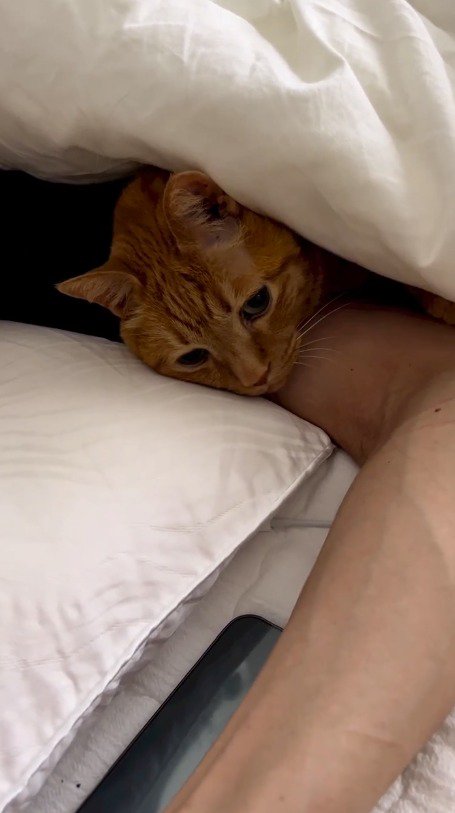 男性に腕枕をしてもらう猫