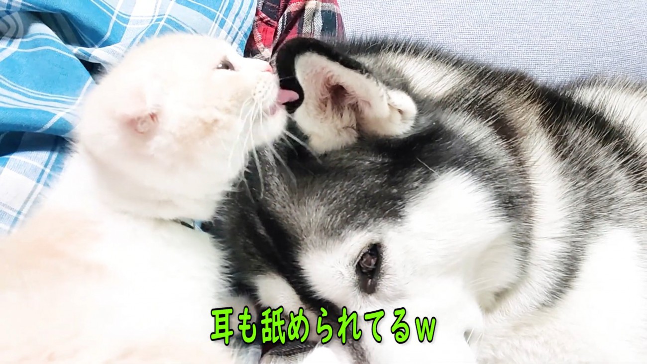 犬をなめる子猫