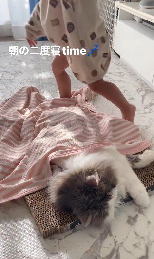 寝ている猫と立ち去る子どもの足