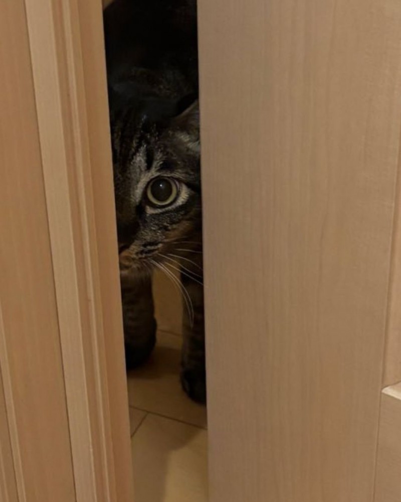 ドアの隙間から覗く猫