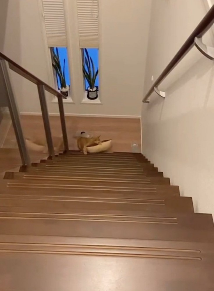 クッションを咥える猫