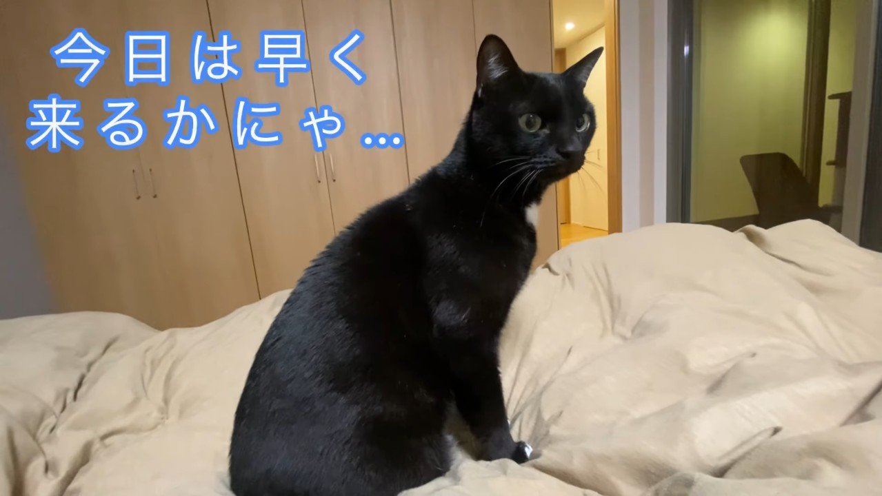 今日は早く来るかにゃ…