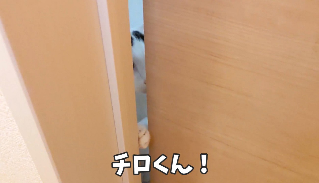 扉のすき間から覗く猫