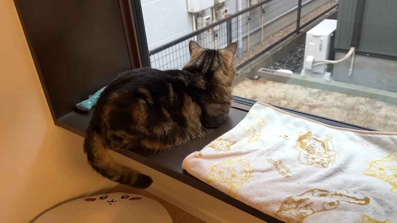 ニャルソック