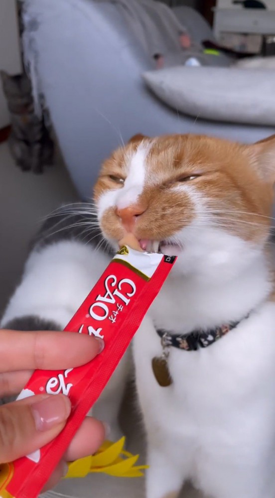 飼い主からおやつを貰う茶白猫
