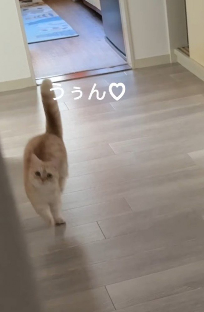 声をあげて飼い主の方へ駆け寄る猫