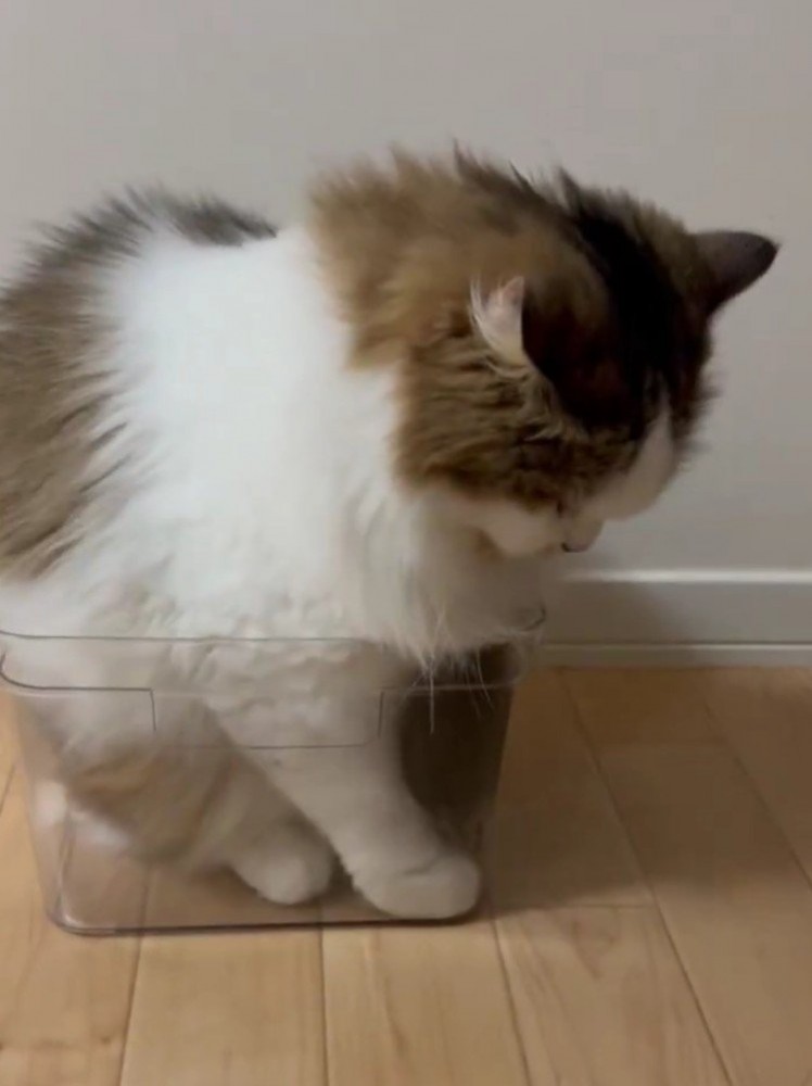 ケースに入る猫