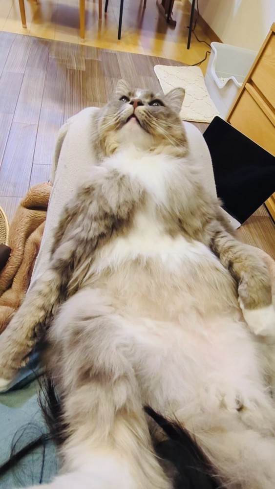 飼い主さんの膝の上で仰向けに寝るサイベリアン