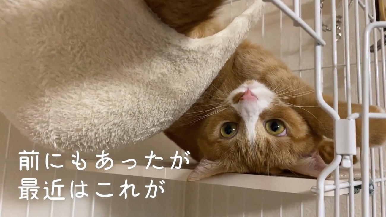 変な格好に戻るウラちゃん