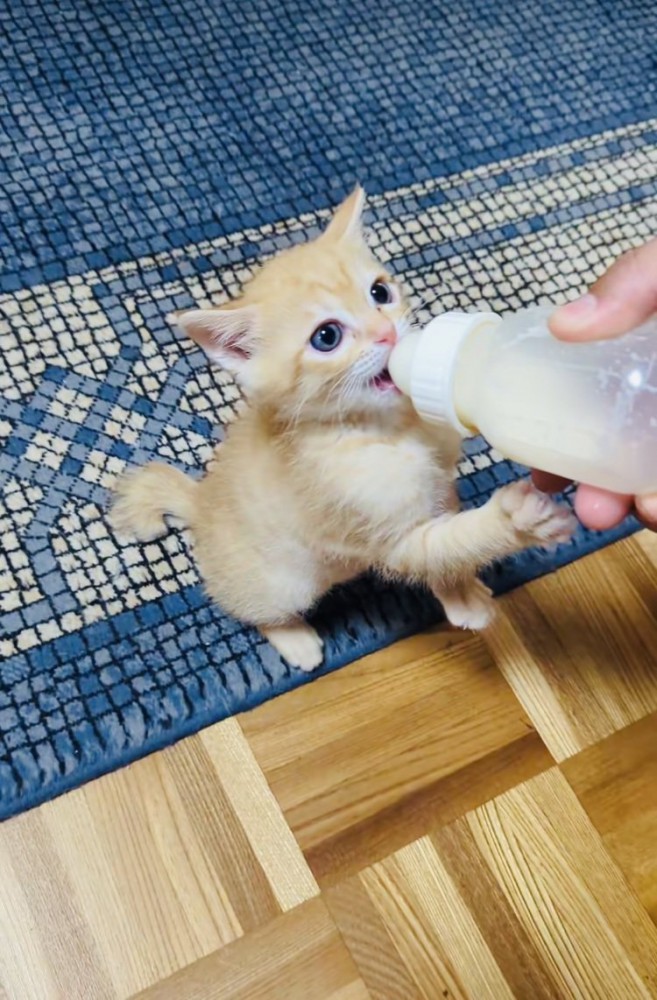 ミルクを立ち飲みする赤ちゃん猫