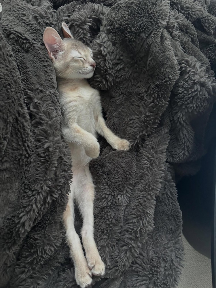 まっすぐになって寝る子猫