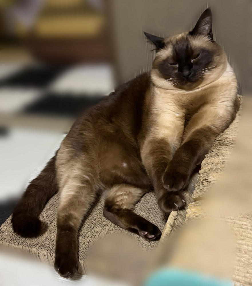 目を閉じたこじろーくん