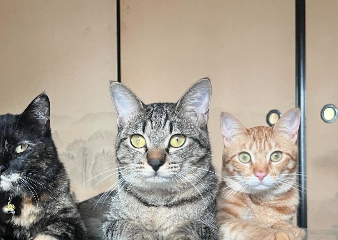 3匹の猫