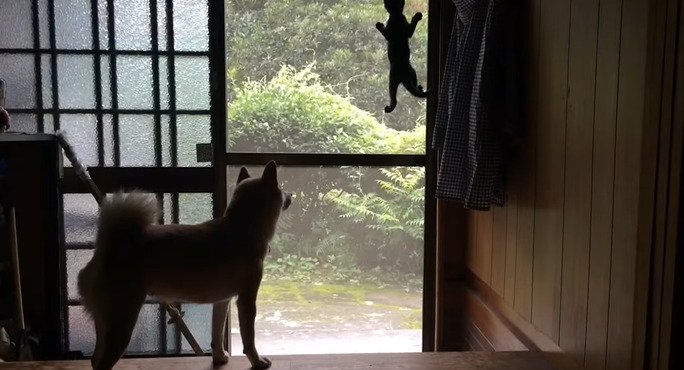網戸をのぼる子猫と見守る犬