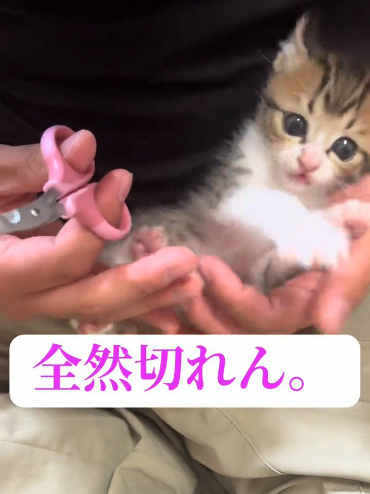 爪切りを持った人に抱っこされる子猫