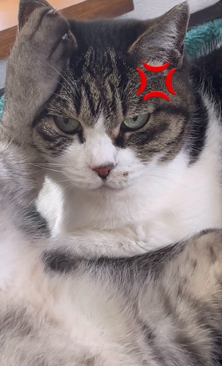 足で顔を蹴られている猫