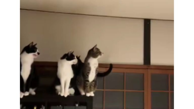 室内にいる猫たち