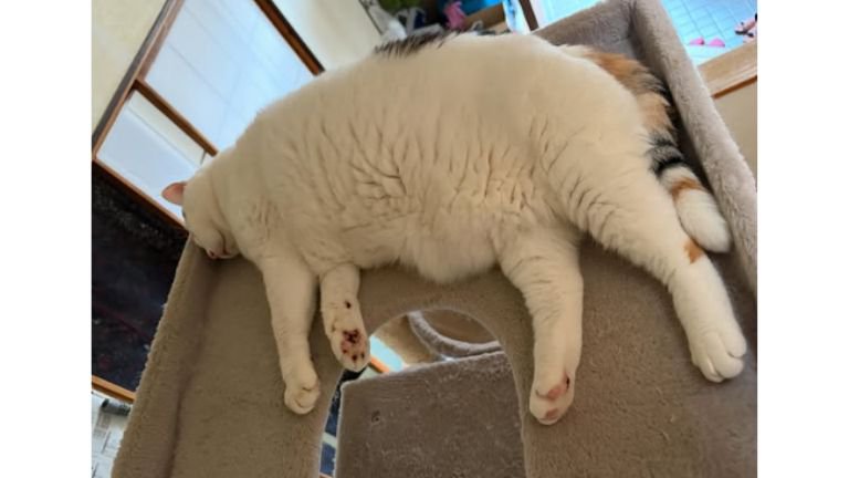 寝ている猫