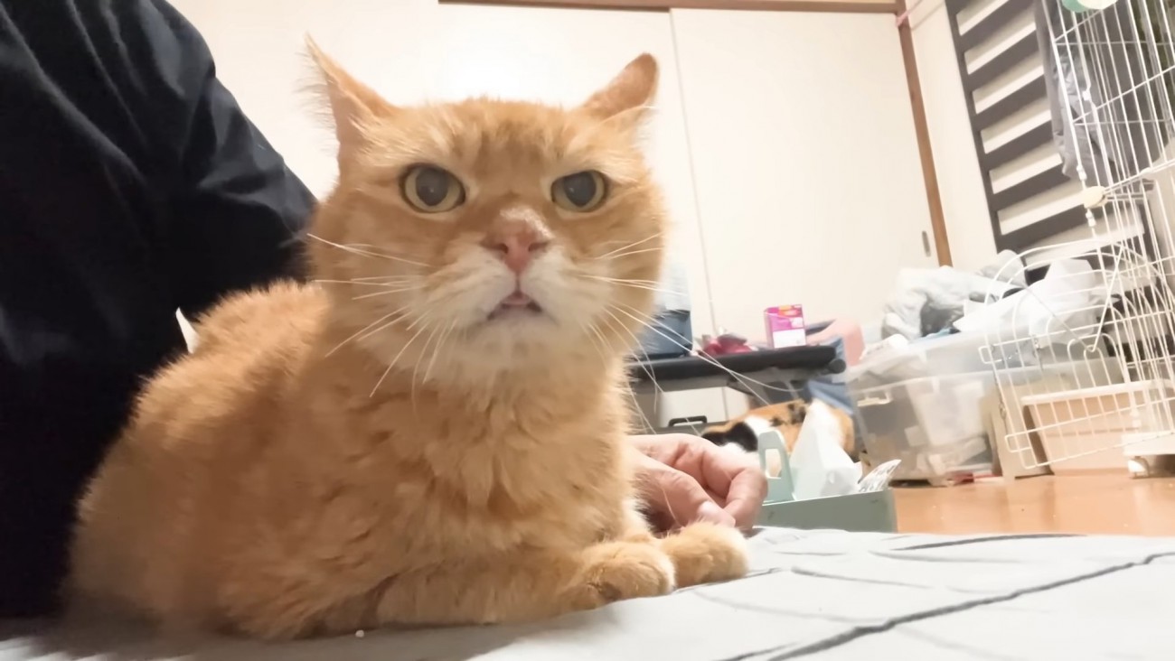 前を見て座る猫