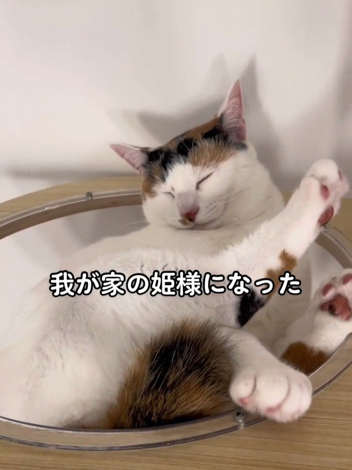 ボウルに入って寝る猫
