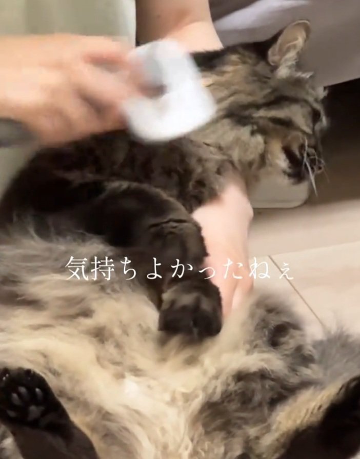 されるがままの猫