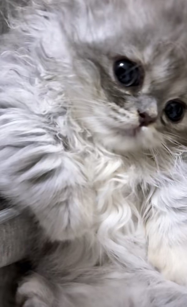 くつろぐ猫の写真