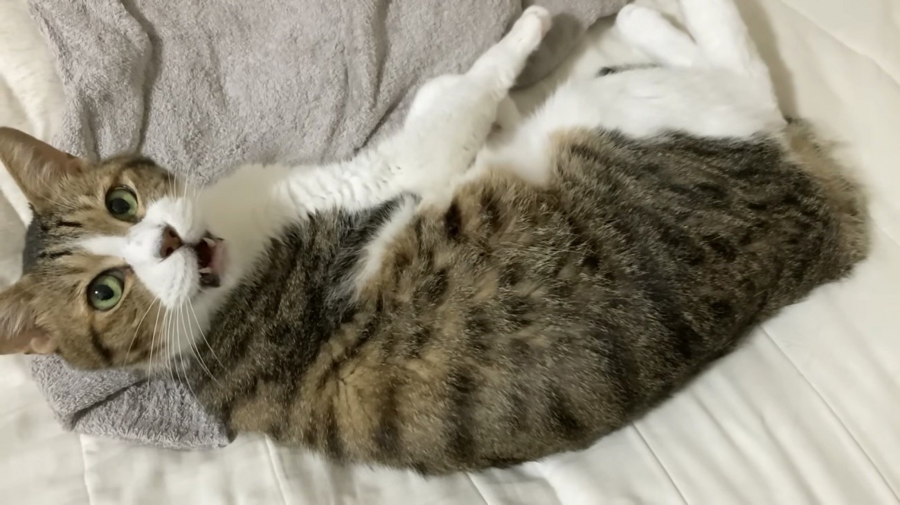 要求してくるミックくん