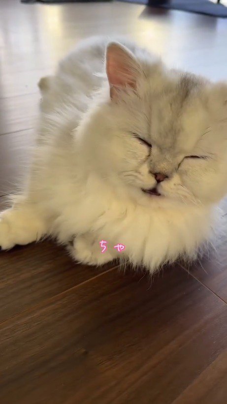 口をもぐもぐさせる子猫