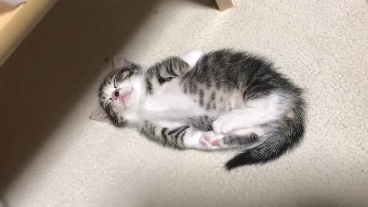 オハナくんのアップ