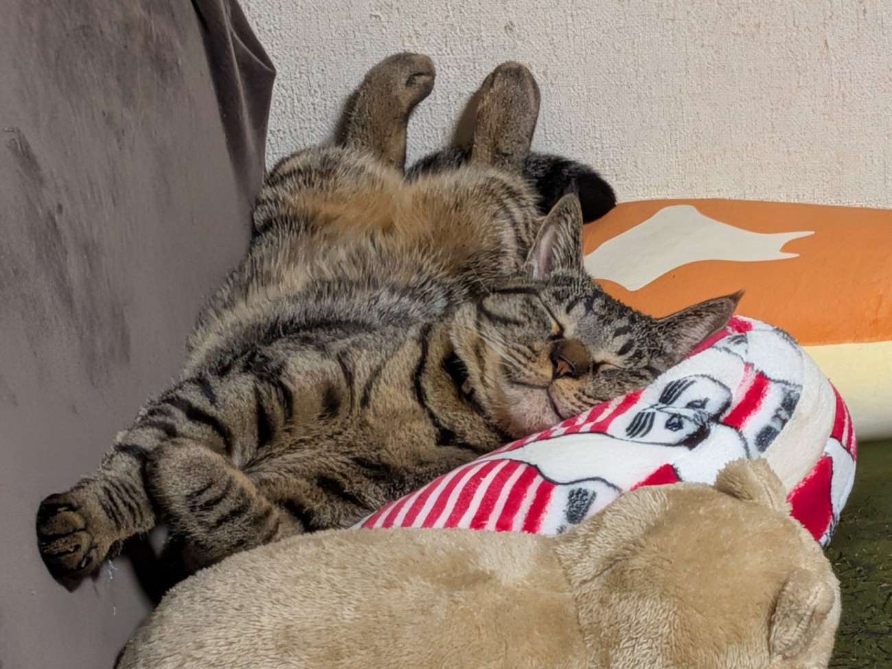 目を閉じて気持ちよさそうに眠る猫