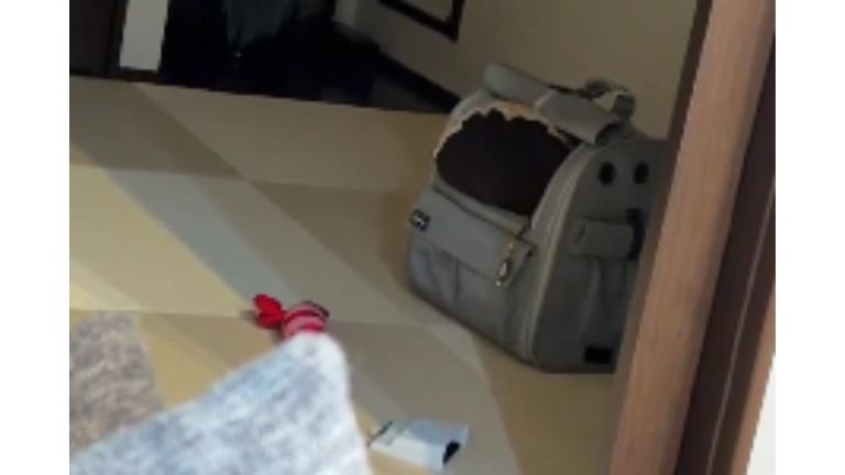 ペットキャリーとクッション