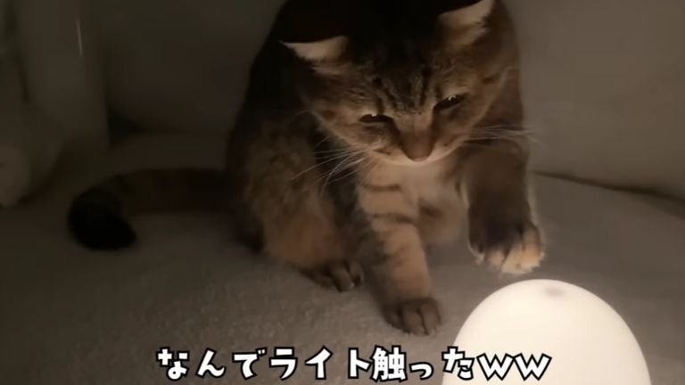 こたつの中の猫