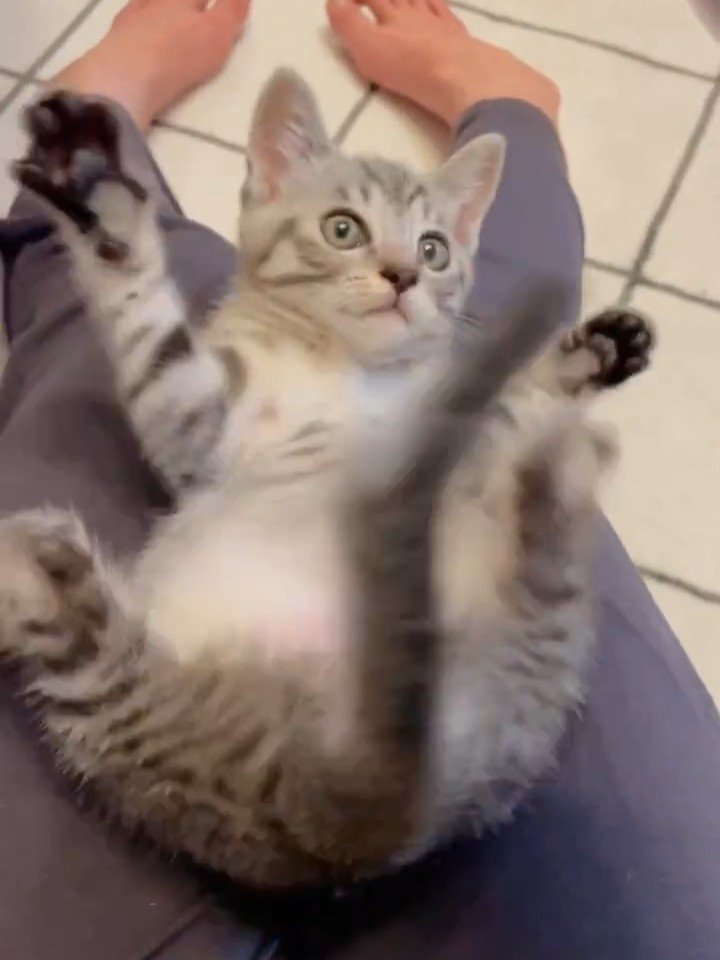 手足を広げる猫