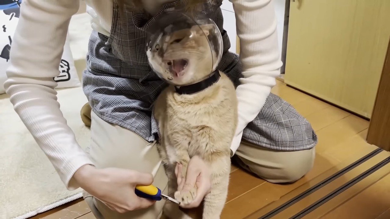 ヘルメット