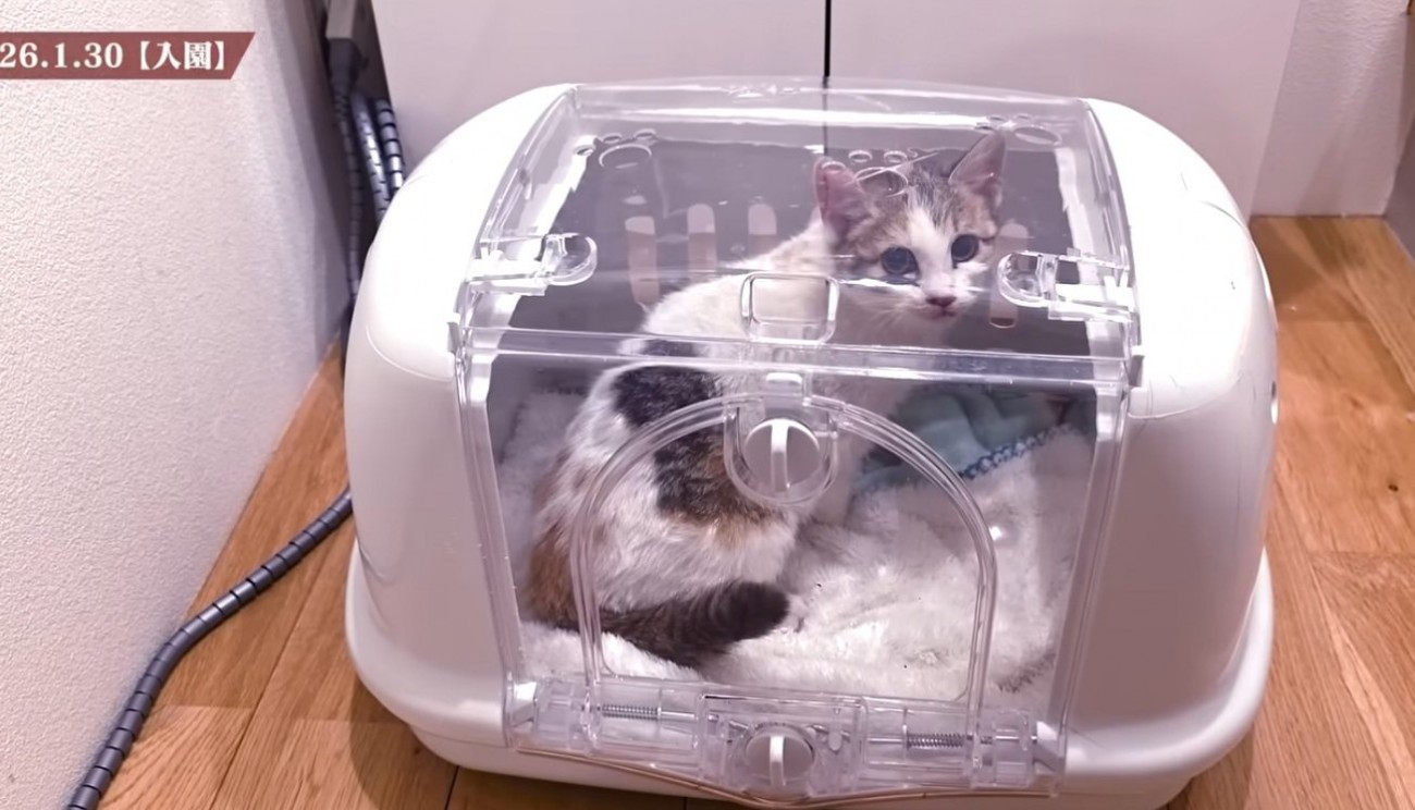 キャリーの中にいる子猫