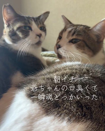 カメラを振り返る2匹の猫