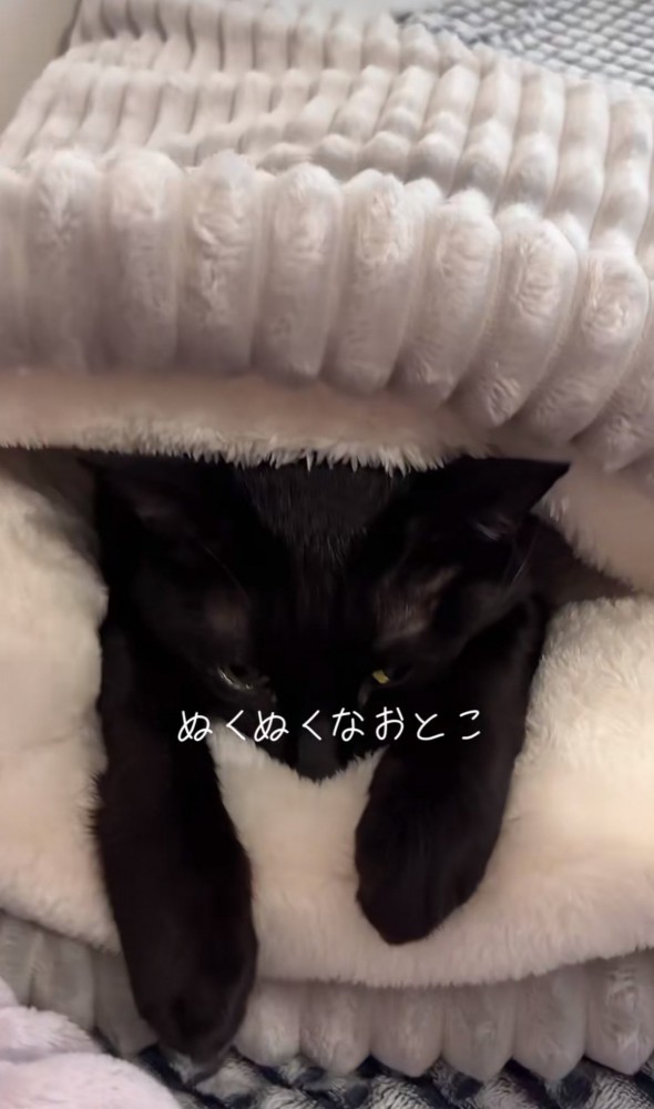 寝袋ベッド全体とそこにはいる黒猫