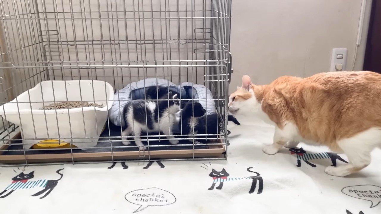 尻尾を嗅ぐむぎくん