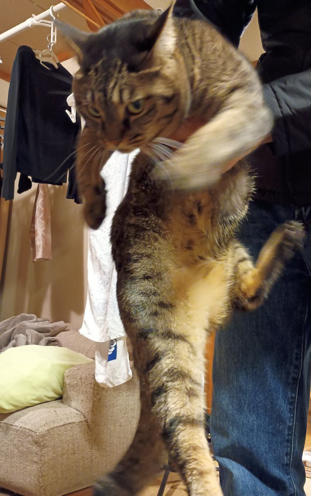 持ち上げられる猫
