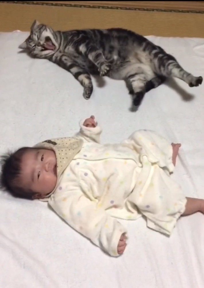 あくびをする猫