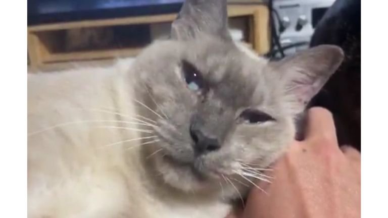 カメラ目線の猫