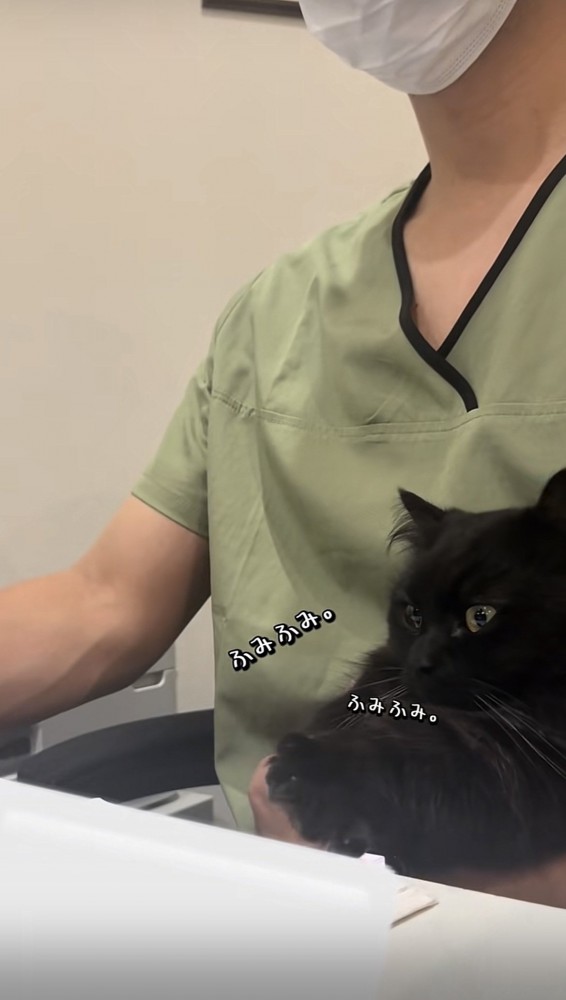 飼い主の足の上でかまってアピールをするミックス猫