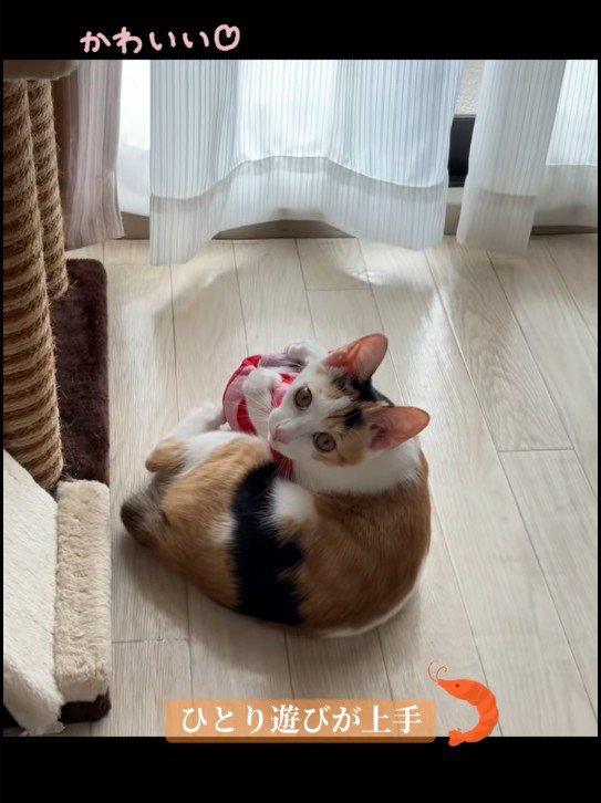 けりぐるみで遊んでいる子猫