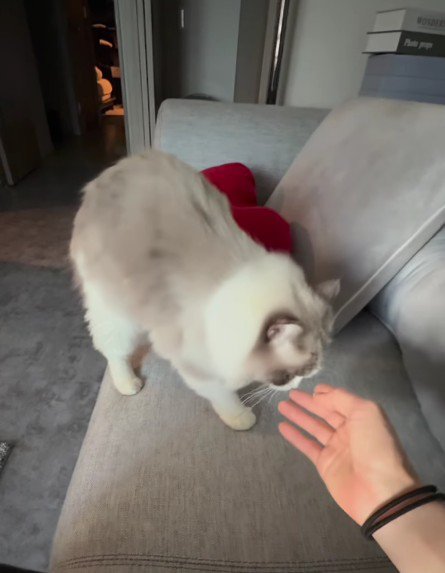 ソファの上の猫