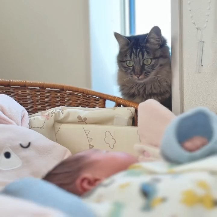 窓際に座って赤ちゃんを見る猫