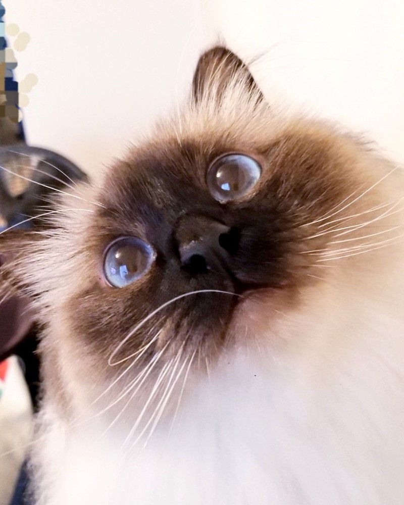 夏毛の猫（濃い）